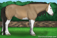 Horse Color:Gray Buckskin Dun Splash