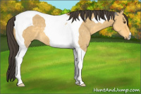 Horse Color:Buckskin Dun Tobiano 