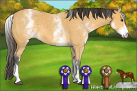 Horse Color:White Spotted Buckskin 