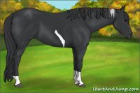 Horse Color:Black Tobiano 