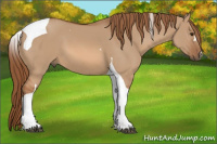Horse Color:Red Dun Tobiano 