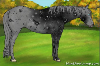 Horse Color:ERROR: UNKNOWN ANOMALY