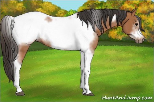 Horse Color: Bay Tobiano Frame 