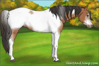 Horse Color:Bay Tobiano Frame 