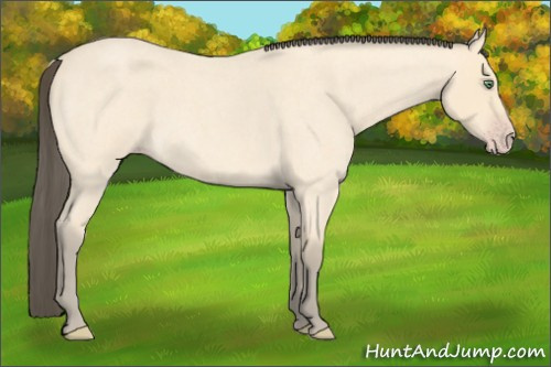 Horse Color: Amber Cream Champagne Roan 