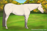 Horse Color:Amber Cream Champagne Roan