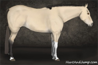 Horse Color:Buckskin Dun Tobiano