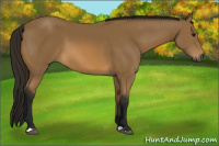 Horse Color:Gray Buckskin 