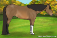 Horse Color:Gray Buckskin 