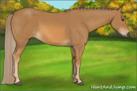 Horse Color:Gray Palomino