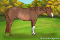 Horse Color:Chestnut Rabicano 