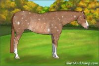 Horse Color:Chestnut Rabicano 