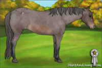 Horse Color:Brown Roan Appaloosa 