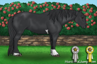 Horse Color:Black Tobiano 