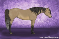 Horse Color:Buckskin 