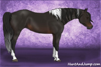Horse Color:Gray Bay Tobiano 