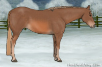 Horse Color:Chestnut 