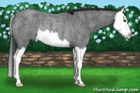 Horse Color:Blue Roan Splash Appaloosa Rabicano 
