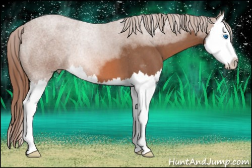 Horse Color: Liver Red Roan Splash 