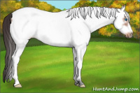 Horse Color:White Spotted Bay Frame 