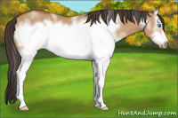 Horse Color:White Spotted Bay Dun Frame