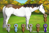 Horse Color:Bay Splash 