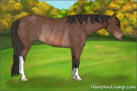 Horse Color:Bay Rabicano 