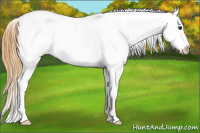 Horse Color:Smoky Black Snowcap 