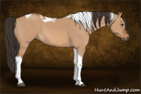 Horse Color:Bay Dun Tobiano 