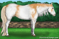 Horse Color:White Spotted Palomino