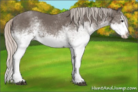 Horse Color:White Spotted Silver Black Splash 