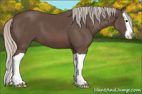 Horse Color:Silver Black Splash