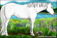 Horse Color:Silver Amber Cream Champagne Roan Frame Appaloosa