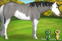 Horse Color:Grullo Roan Splash Rabicano 