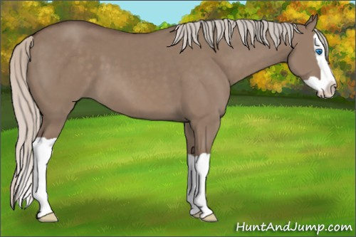 Horse Color: Silver Grullo Splash 