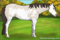 Horse Color:Classic Champagne Roan Dun Splash Frame 