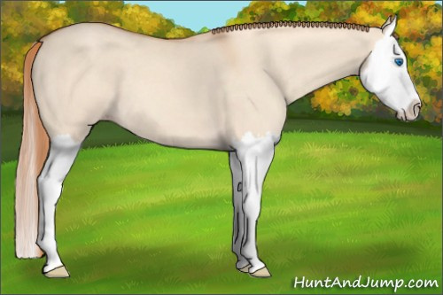 Horse Color: Gold Champagne Dun Splash 