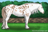 Horse Color:Chestnut Sabino Frame Near Leopard 
