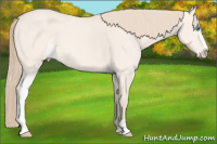 Horse Color:Perlino Dun Sabino