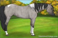 Horse Color:Grullo Roan Tobiano