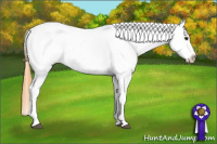 Horse Color:Buckskin Blanket 