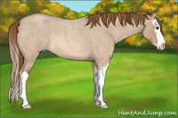 Horse Color:Red Dun Roan Splash Rabicano