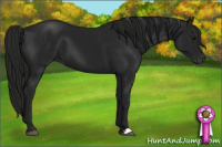 Horse Color:Gray Black 