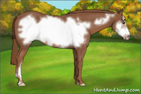 Horse Color:Liver Chestnut Frame 