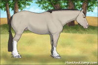 Horse Color:Classic Cream Champagne Dun