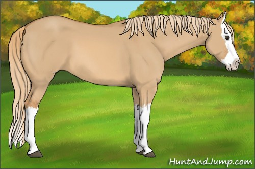 Horse Color: Red Dun Splash 
