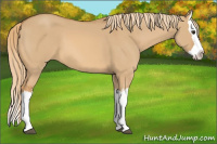 Horse Color:Red Dun Splash
