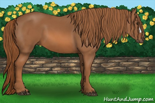 Horse Color: Chestnut 