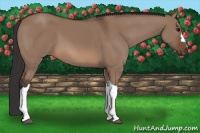 Horse Color:Bay Dun