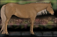 Horse Color:Chocolate Palomino 